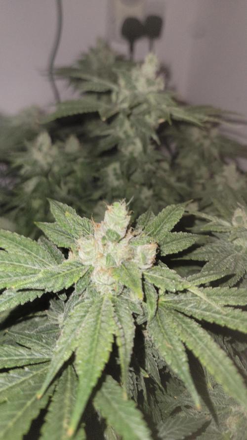 Cherry poppers. Week 7
