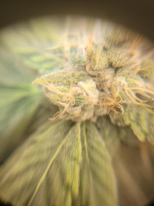 Cherry poppers. Week 7