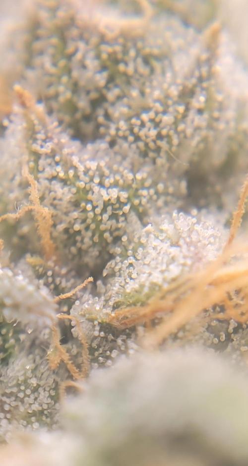 Cherry poppers. Week 7