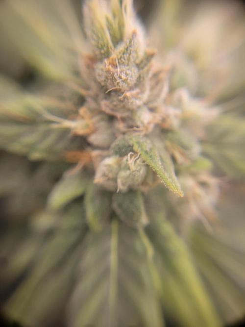 Cherry poppers. Week 7
