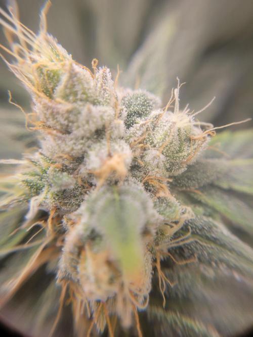 Cherry poppers. Week 7