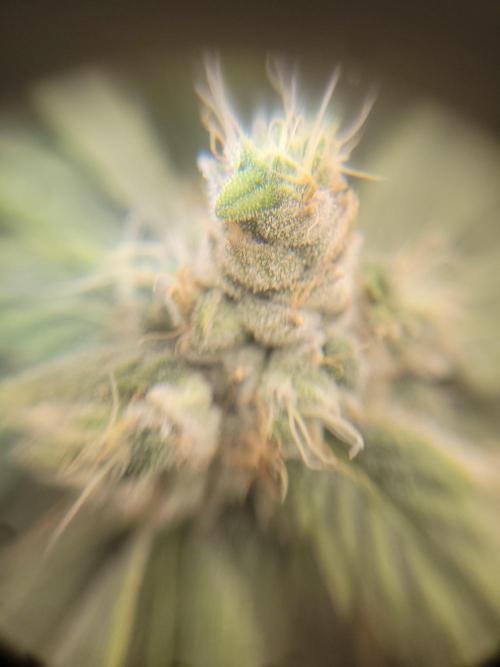 Cherry poppers. Week 7