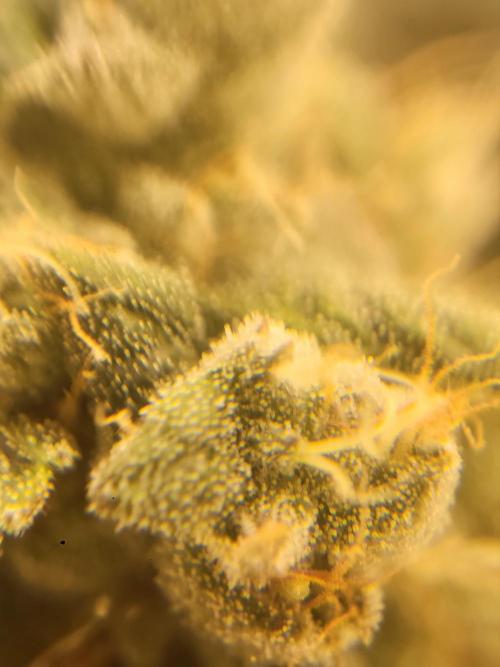 Cherry poppers. Week 7