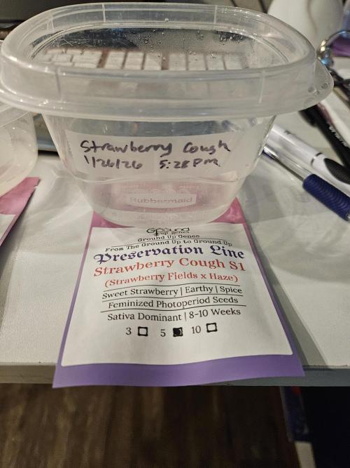 4 strains in a 4x2. Week 0