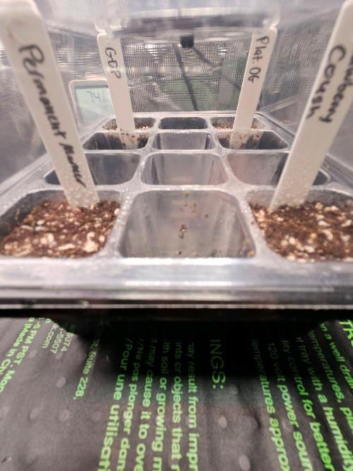3* strains in a 4x2 (+ some roommates). Week 0 - Seeds are in the medium 70/30 coco/perlite