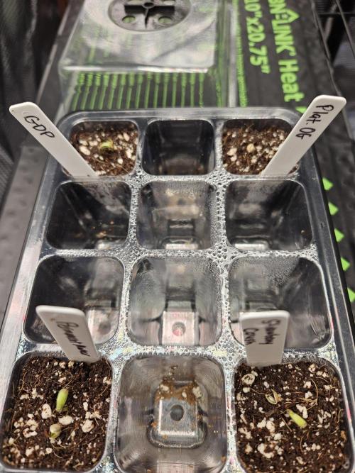3* strains in a 4x2 (+ some roommates). Week 0 - All seeds have emerged! Helmets were on them all but they were easily removed 