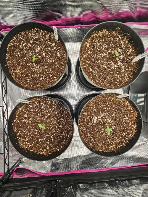 3* strains in a 4x2 (+ some roommates). Week 1 - We are now in week 1!