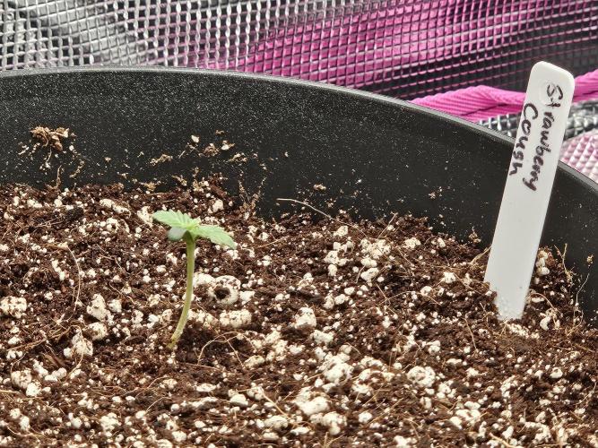 3* strains in a 4x2 (+ some roommates). Week 1 - Strawberry Cough

It's finding its way!