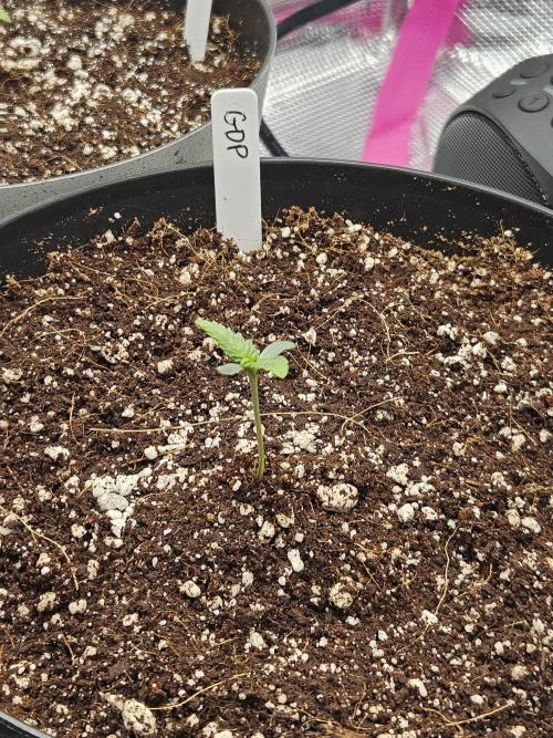 3* strains in a 4x2 (+ some roommates). Week 1 - Grand Daddy Purp

This one seemingly has the largest will to grow! 