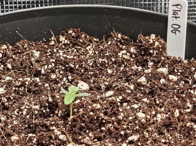 3* strains in a 4x2 (+ some roommates). Week 1 - Platinum OG - growing slow/small now but still looks happy early in life. 