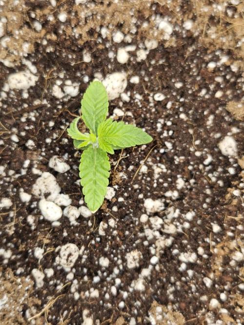 3* strains in a 4x2 (+ some roommates). Week 2 - Platinum OG - not sure if the curled leaf is from wind stress, nutrients, defect