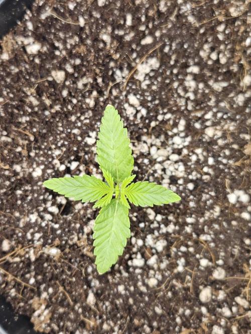 3* strains in a 4x2 (+ some roommates). Week 2 - GDP the strongest of the original 4