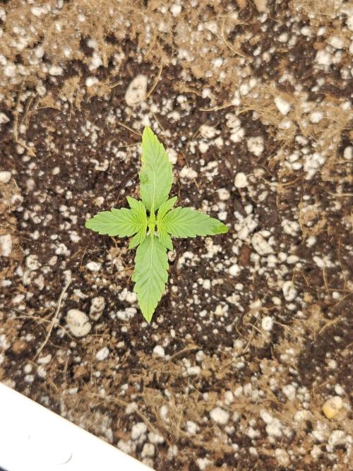 3* strains in a 4x2 (+ some roommates). Week 2 - Permanent Marker showing steady development 