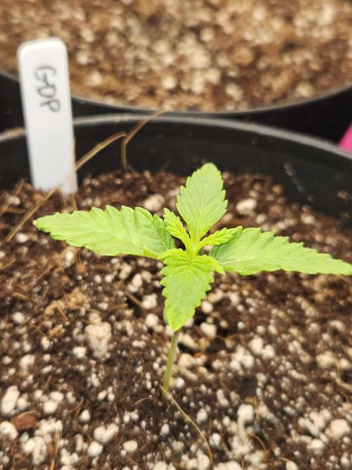 3* strains in a 4x2 (+ some roommates). Week 2 - Gdp angle 2