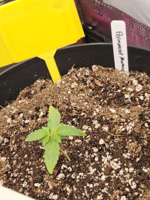 3* strains in a 4x2 (+ some roommates). Week 2 - Another shot of permanent marker