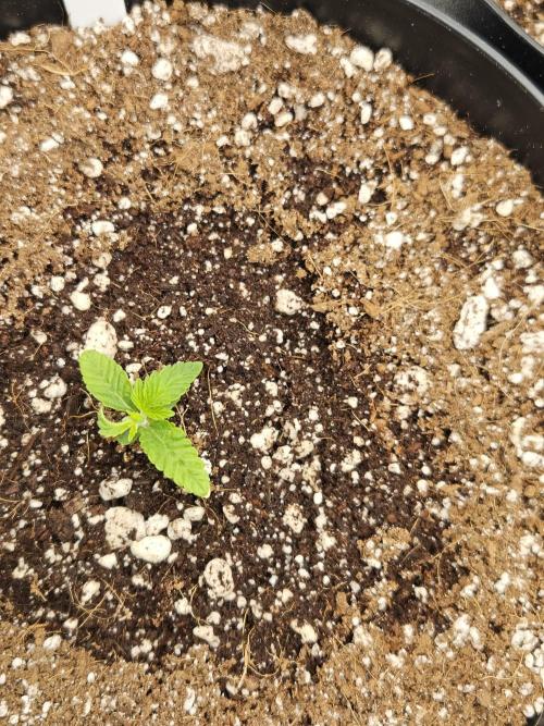 3* strains in a 4x2 (+ some roommates). Week 2 - Platinum OG is smaller than the others but shows the will to live