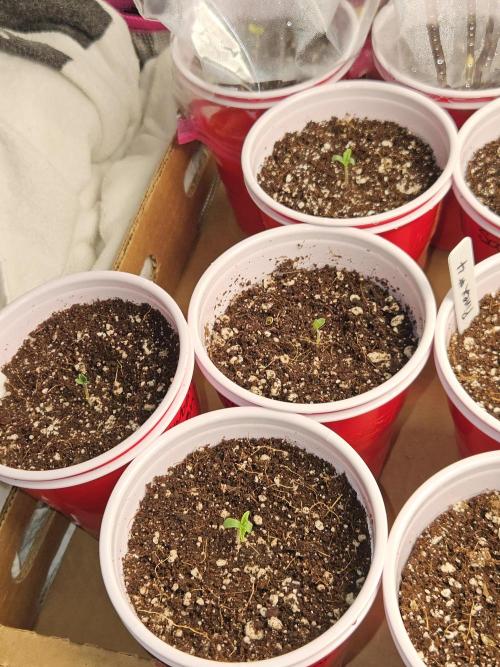 3* strains in a 4x2 (+ some roommates). Week 2 - Roommates! I may add some of these strains to this journal or make a new one