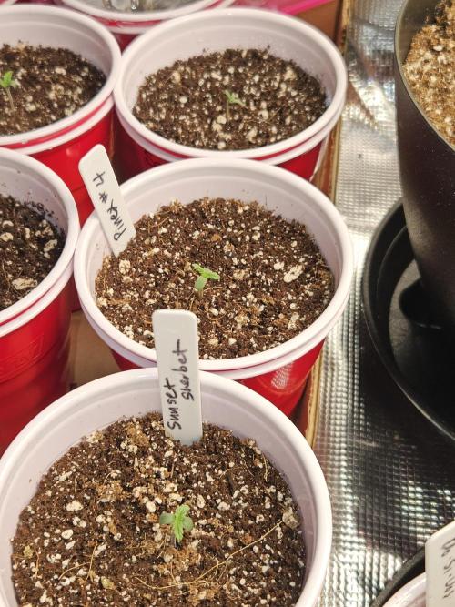 3* strains in a 4x2 (+ some roommates). Week 2 - Let me know if I should document these girls development on a separate diary