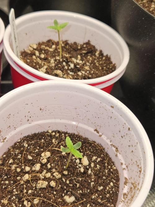 3* strains in a 4x2 (+ some roommates). Week 2 - Pineapple express in solo cups