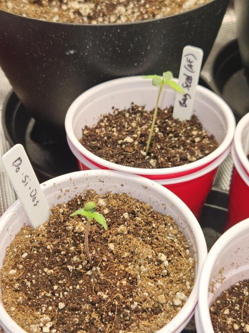 3* strains in a 4x2 (+ some roommates). Week 2 - A bag seed and do si dos