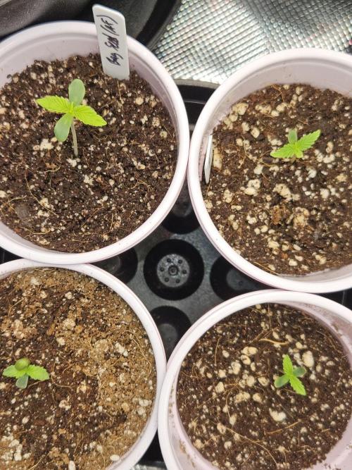 3* strains in a 4x2 (+ some roommates). Week 2 - Taking the place of strawberry cough 1 is a bag seed, do si dos, and 2 pineapple