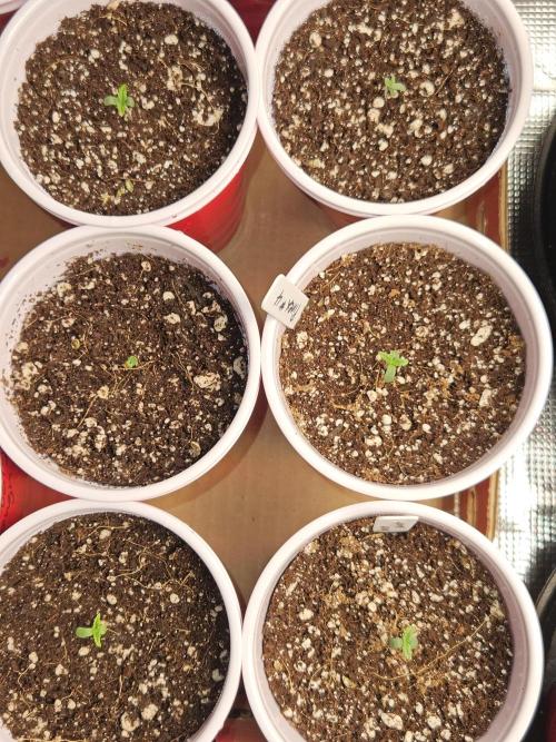 3* strains in a 4x2 (+ some roommates). Week 2 - Sour diesel, sunset sherbet, more pineapple and strawberry and purest indica