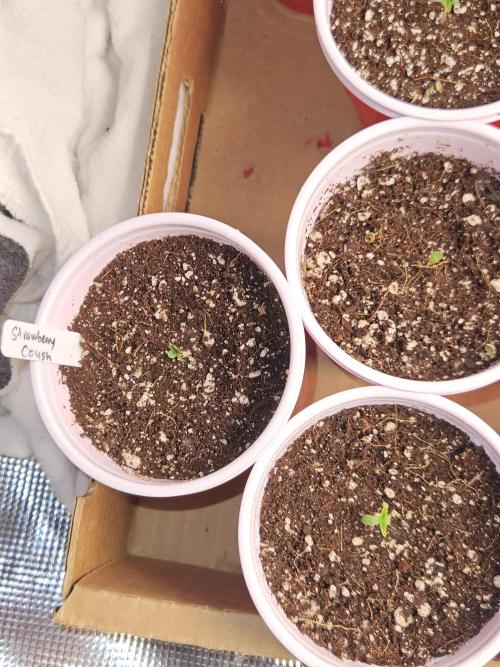 3* strains in a 4x2 (+ some roommates). Week 2 - Strawberry cough is still in the tent, just a new girl