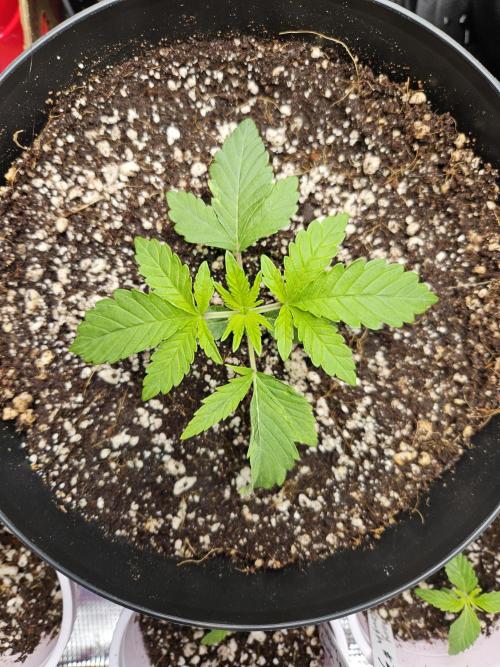 10 strains in a 2x4. Week 3 - Platinum OG