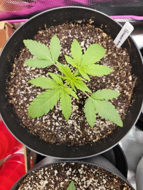 10 strains in a 2x4. Week 3 - Permanent Marker