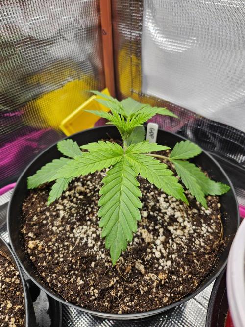 10 strains in a 2x4. Week 3 - GDP from another angle