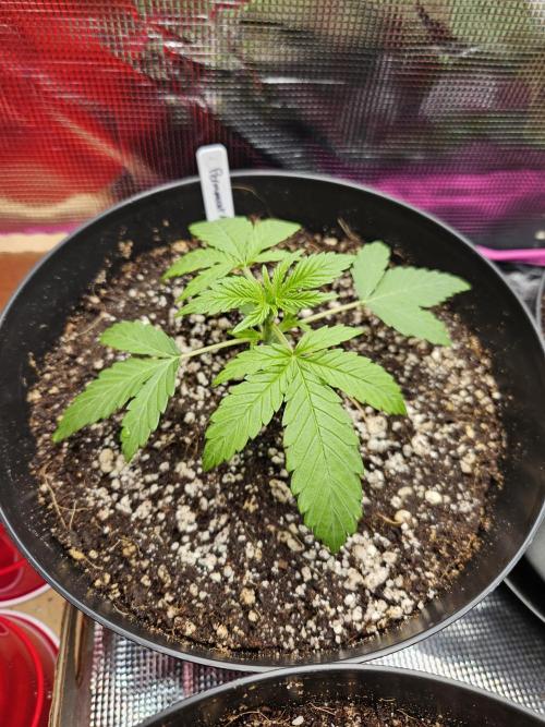 10 strains in a 2x4. Week 3 - Permanent Marker Again