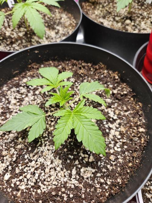 10 strains in a 2x4. Week 3 - Platinum OG