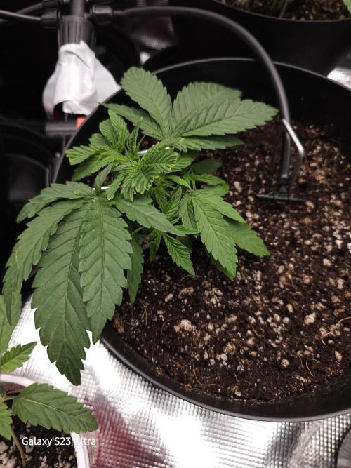 10 strains in a 2x4. Week 4 - Permanent Marker 

Fimmed and undergoing LST
