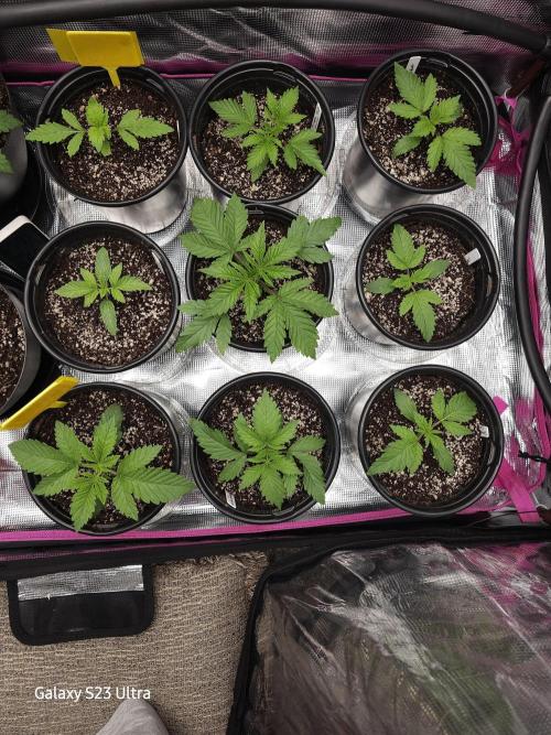 10 strains in a 2x4. Week 4 - Pineapple express, purest indica, sunset sherbet, dosidos, strawberry cough 