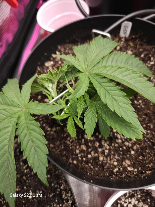 10 strains in a 2x4. Week 4 - GDP

Fimmed and undergoing LST