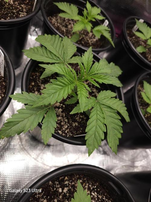 10 strains in a 2x4. Week 4