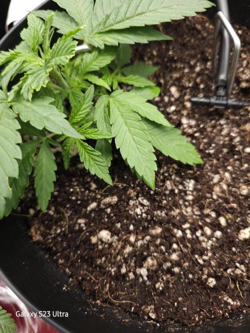 10 strains in a 2x4. Week 4