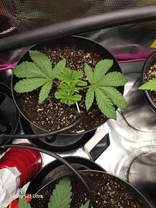 10 strains in a 2x4. Week 4 - Platinum OG - fimmed and going strong 