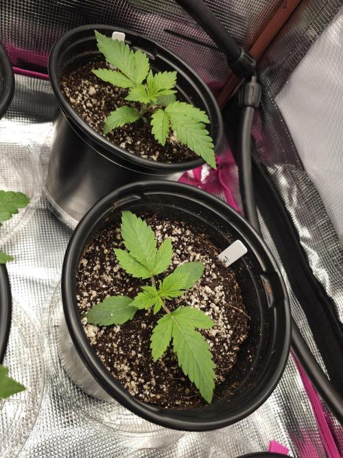 10 strains in a 2x4. Week 4
