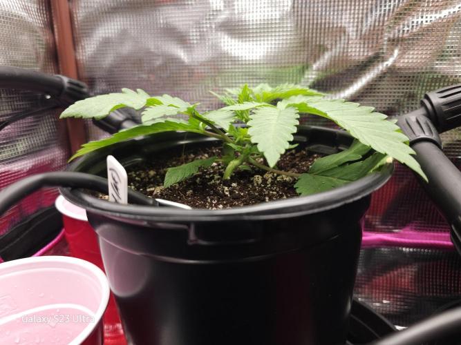 10 strains in a 2x4. Week 4