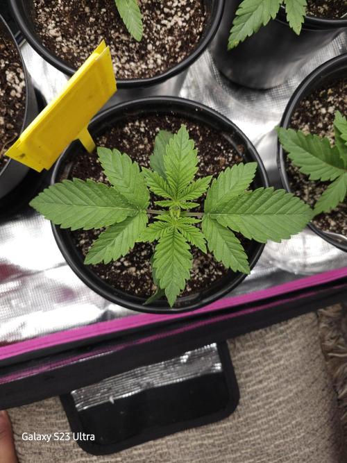 10 strains in a 2x4. Week 4