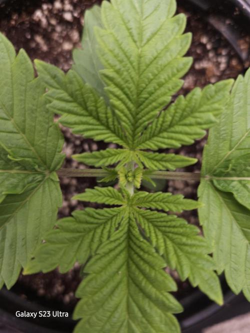 10 strains in a 2x4. Week 4 - Purest Indica plant fimmed very recently 