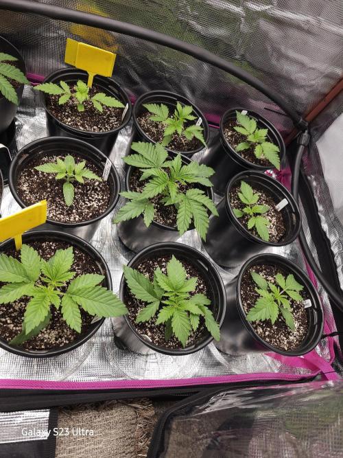 10 strains in a 2x4. Week 4