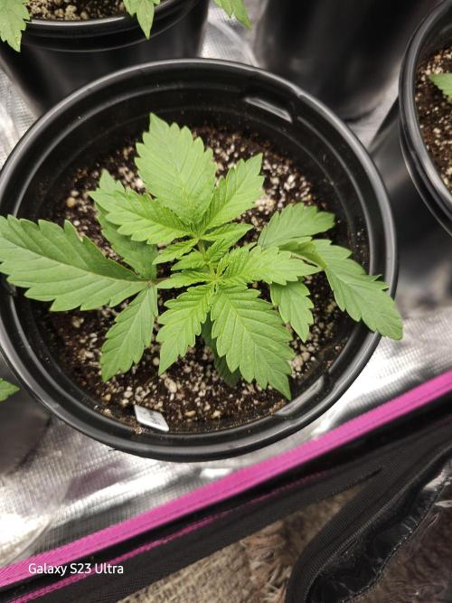 10 strains in a 2x4. Week 4