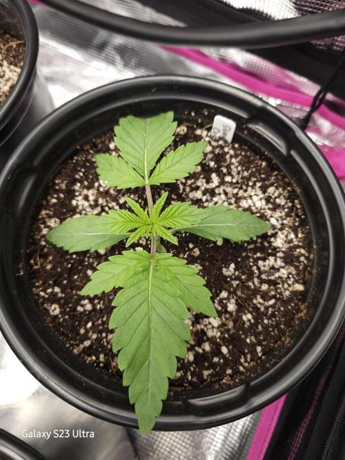 10 strains in a 2x4. Week 4