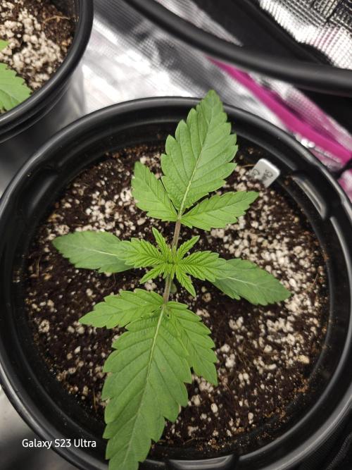 10 strains in a 2x4. Week 4