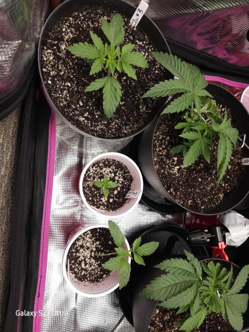 10 strains in a 2x4. Week 4