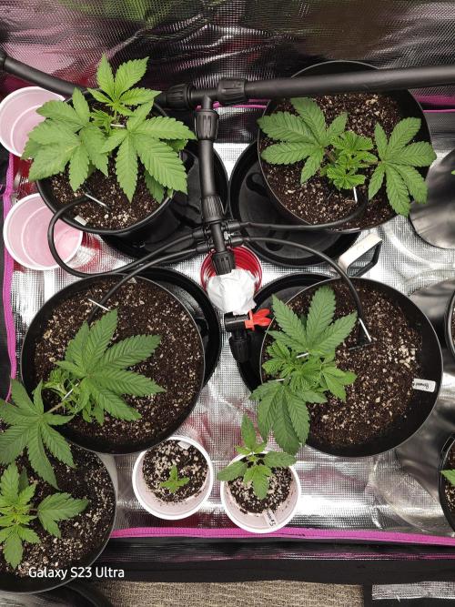 10 strains in a 2x4. Week 4