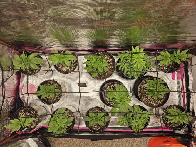 10 strains in a 2x4. Week 5 - The last time these ladies will get 18+ hours of light a day