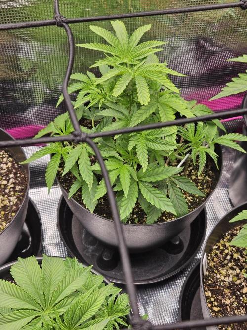 10 strains in a 2x4. Week 5 - GDP